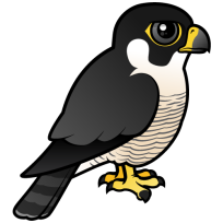 Peregrine Falcon