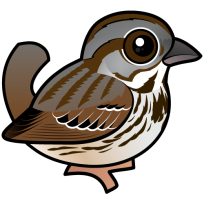 Song Sparrow