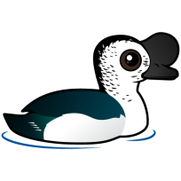 Knob-billed Duck