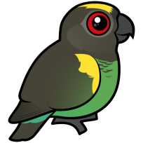 Meyer's Parrot