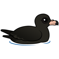 Flesh-footed Shearwater