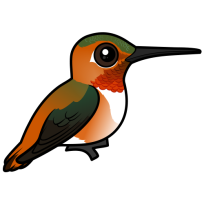 Rufous Hummingbird