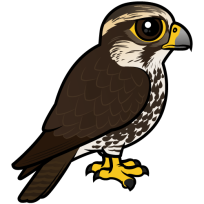Saker Falcon