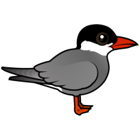 Whiskered Tern