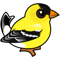 American Goldfinch