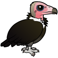 Hooded Vulture