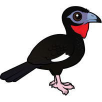 White-winged Guan