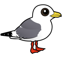 Red-legged Kittiwake