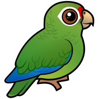 Puerto Rican Amazon