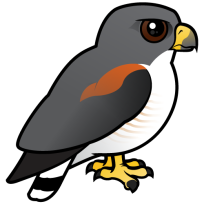 White-tailed Hawk