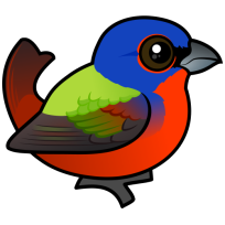 Painted Bunting
