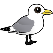 Black-legged Kittiwake