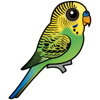 Budgerigar