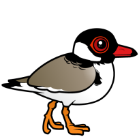 Hooded Plover