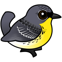 Kirtland's Warbler