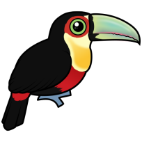 Red-breasted Toucan