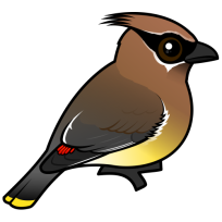 Cedar Waxwing
