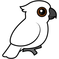 Umbrella Cockatoo