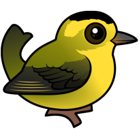 Wilson's Warbler