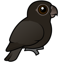 Greater Vasa-Parrot