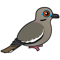 White-winged Dove