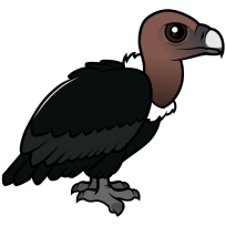 White-rumped Vulture