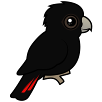 Red-tailed Black Cockatoo