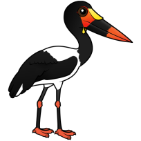 Saddle-billed Stork