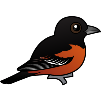 Orchard Oriole