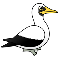 Masked Booby