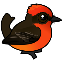 Vermilion Flycatcher