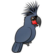 Palm Cockatoo