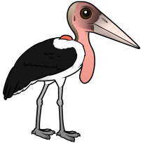 Marabou Stork
