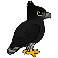 Black Hawk-Eagle