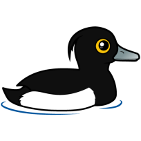 Tufted Duck