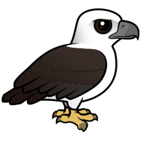 White-bellied Sea Eagle