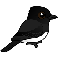 Black Phoebe