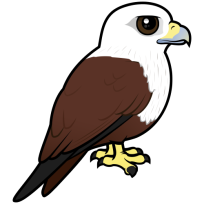 Brahminy Kite