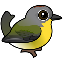 Nashville Warbler