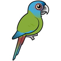 Blue-headed Macaw