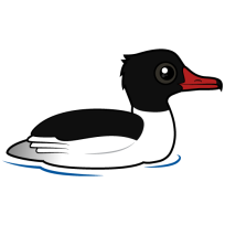 Common Merganser