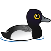 Lesser Scaup
