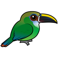 Northern Emerald Toucanet