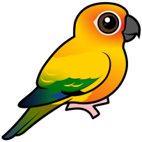 Sun Parakeet