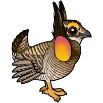 Greater Prairie-Chicken