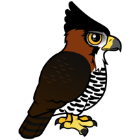 Ornate Hawk-Eagle