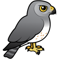 Northern Harrier