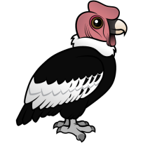 Andean Condor