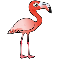 American Flamingo
