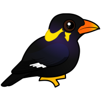 Common Hill Myna